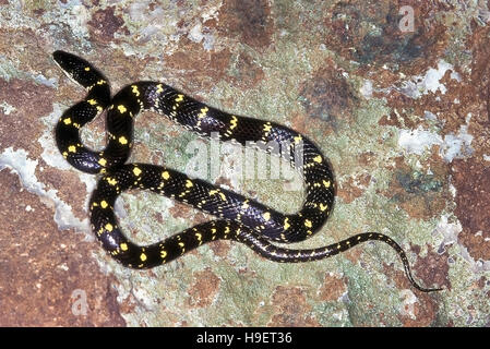 GELB-SPOTTED WOLF Schlange Lycodon Flavomaculatus. Exemplar aus Pune, Maharashtra, Indien. Stockfoto