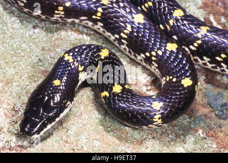 GELB-SPOTTED WOLF Schlange Lycodon Flavomaculatus. Nahaufnahme des Kopfes. Exemplar aus Pune, Maharashtra, Indien. Stockfoto