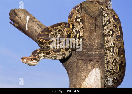 Indian Rock Python Python molurus molurus aus Maharashtra, Indien. Nicht giftige, seltene Stockfoto