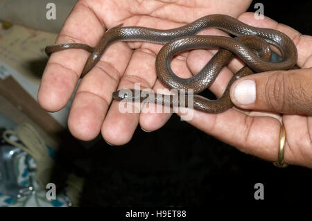 Indische glatte Schlange coronella brachyura Kind. nicht giftiger. Ort: Pune, Maharashtra, Indien. Stockfoto