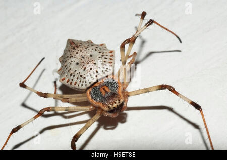 Spinne. Herenia Arten CLOSE UP. Lokalität: Kodagu (Coorg) Karnataka, Indien. Stockfoto