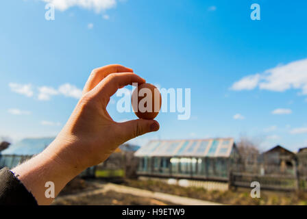 Hand mit frischen Ei auf Bauernhof Stockfoto