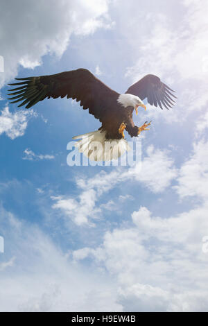 Wilden Adler fliegen bei bewölktem Himmel Stockfoto