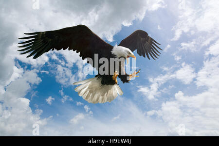 Wilden Adler fliegen bei bewölktem Himmel Stockfoto