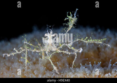 Stachelige Seespinne (Achaeus Spinosus) tragen weiche Korallenpolypen Stockfoto