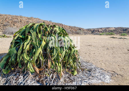 Größte bekannte Welwitschia Mirabilis Pflanze wächst in den heißen trockenen Namib-Wüste Angola Stockfoto