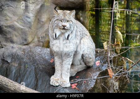 Luchs Stockfoto