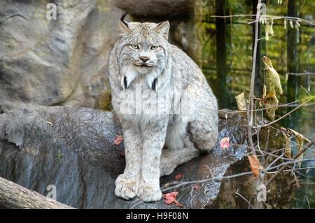 Luchs Stockfoto