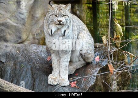 Luchs Stockfoto