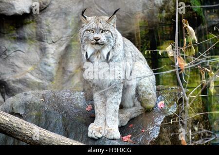 Luchs Stockfoto