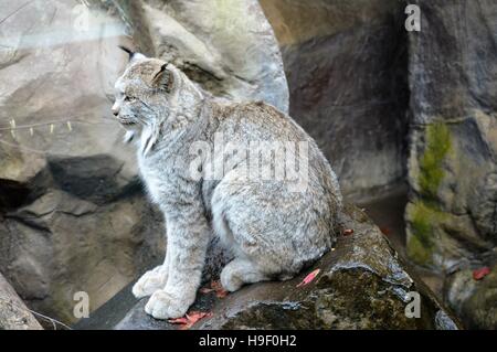 Luchs Stockfoto