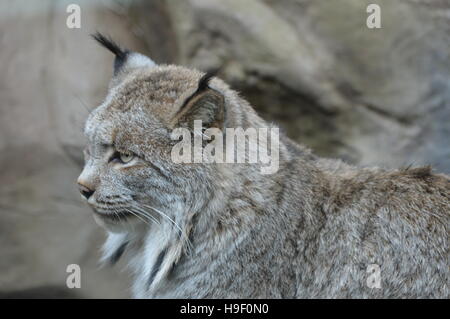 Luchs Stockfoto