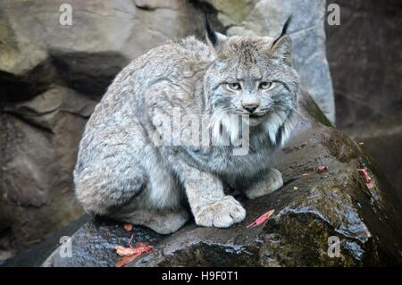 Luchs Stockfoto