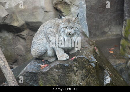 Luchs Stockfoto