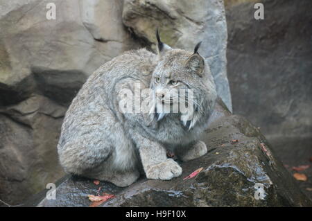Luchs Stockfoto
