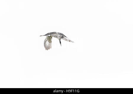 Pied Kingfisher pausiert im Flug auf der Suche nach seiner Mahlzeit Stockfoto