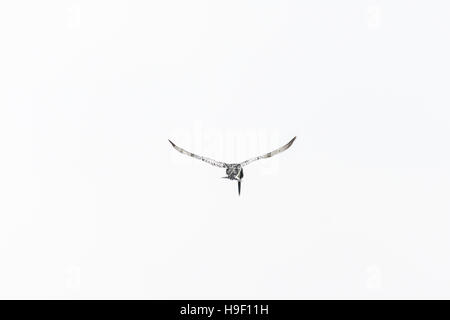 Pied Kingfisher pausiert im Flug auf der Suche nach seiner Mahlzeit Stockfoto