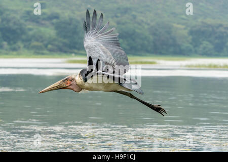 Ein Marabou Storch Scavenger Vogel im Flug über Hawassa See Stockfoto