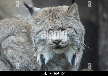 Luchs Stockfoto