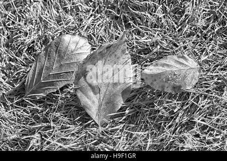 Schwarz / weiß Foto von Autumn Leaves auf einer Wiese Hintergrund Stockfoto