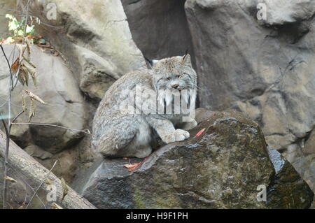 Luchs Stockfoto