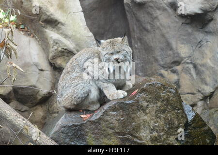Luchs Stockfoto