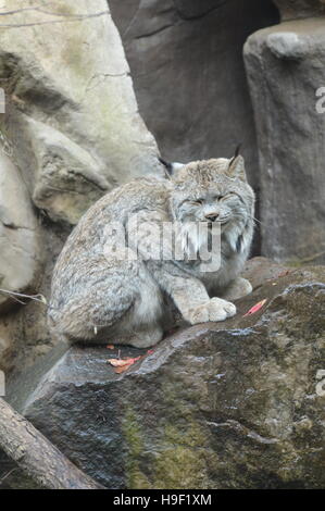 Luchs Stockfoto