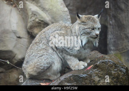 Luchs Stockfoto