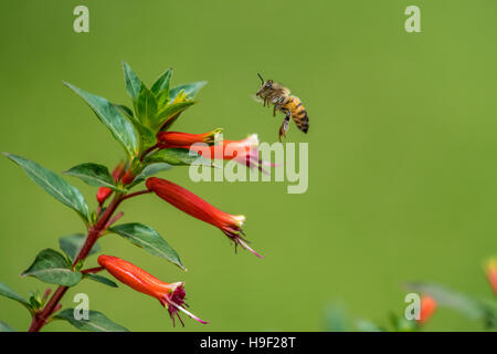 Eine Biene fliegt in der Luft Stockfoto