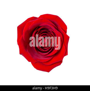 Knospe der dunkelroten Rosen isoliert auf weißem Hintergrund Stockfoto