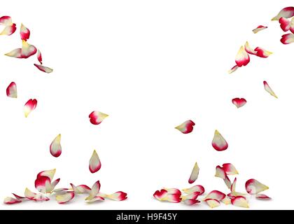 Rot-weiße Rosen fallen auf den Boden auf beiden Seiten. Isolierte Hintergrund Stockfoto