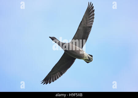 Dunkel-bellied Brent Goose (Branta Bernicla Bernicla) Stockfoto