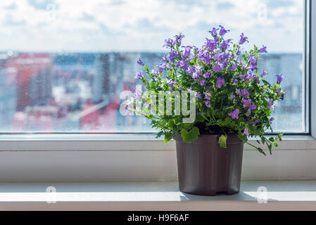 Campanula im Topf im Zimmer Stockfoto