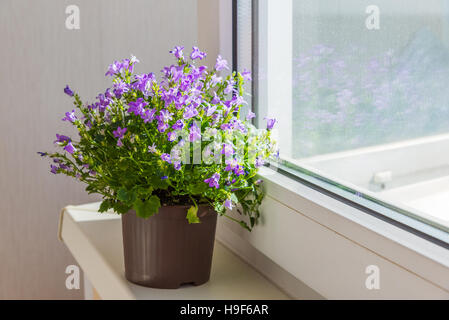 Campanula im Topf im Zimmer Stockfoto