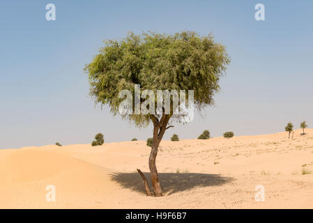 Ghaf Baum in Wüstenlandschaft mit blauem Himmel Stockfoto