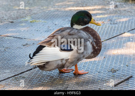 Stockente, Wilkd Ente, in einem Park. ANADE Real o Azulón. Stockfoto