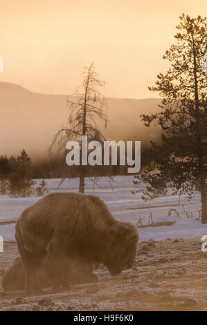 Amerikanische Bisons bei Frost und Schnee und Nebel aus den heißen Quellen in der Nähe von Old Faithful Geysir, Yellowstone-Nationalpark, USA. Stockfoto