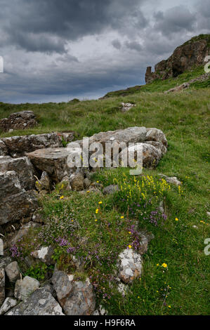 Blumen an der felsigen Küste in der Nähe von Glengorm, Isle of Mull, Schottland Stockfoto