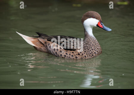 Weiße-cheeked Pintail (Anas Bahamensis), auch bekannt als die Bahama Pintail. Tierwelt Tier. Stockfoto