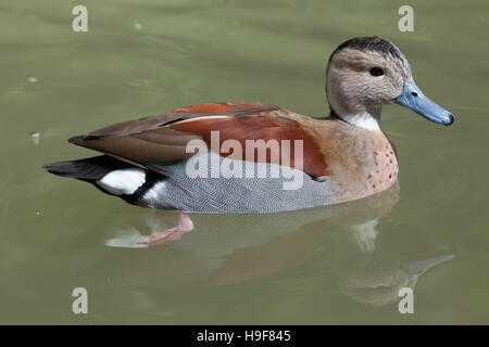 Beringter blaugrün (Callonetta Leucophrys). Tierwelt Tier. Stockfoto