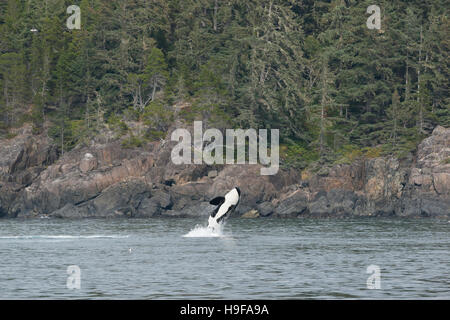 südlichen ansässige Orca oder Killerwal, Orcinus Orca, Verletzung, Vancouver Island, British Columbia, Kanada Stockfoto