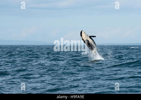 südlichen ansässige Orca oder Killerwal, Orcinus Orca, Juvenile Verletzung, Vancouver Island, Strait Of Juan De Fuca, BC, Kanada Stockfoto