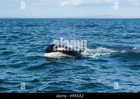 südlichen ansässige Orca oder Killerwal, Orcinus Orca, aus südlichen Vancouver Island, Britisch-Kolumbien, Strait Of Juan De Fuca, Kanada Stockfoto