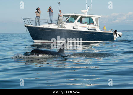 transiente Orca oder Killerwal, Orcinus Orca verläuft neben einem Forschungsschiff mit einem Filmteam in den San Juan Islands, WA, USA Stockfoto