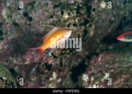 Lyretail Anthias oder Meer Goldie, Pseudanthias Squamipinnis, in der kleinen Höhle. 18m Tiefe. Owase Mie Japan. Stockfoto