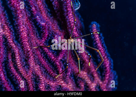 Ortmann Squat Lobster, Chirostylus Ortmanni auf Gorgonie Kajika Owase Mie Japan. Tiefe 18m Stockfoto