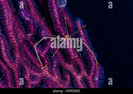 Ortmann Squat Lobster, Chirostylus Ortmanni auf Gorgonie Kajika Owase Mie Japan. Tiefe 18m Stockfoto