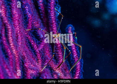 Ortmann Squat Lobster, Chirostylus Ortmanni auf Gorgonie Kajika Owase Mie Japan. Tiefe 18m Stockfoto