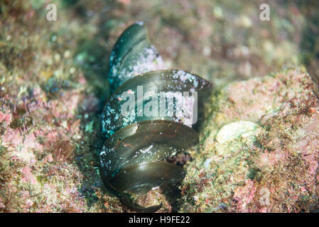 Ei der japanischen Bullhead Shark am Riff. in Owase, Mie, Japan. Tiefe 8m Stockfoto