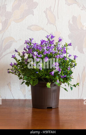 Campanula im Topf im Zimmer Stockfoto